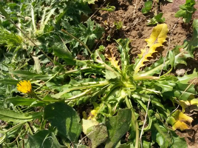 Rosetta basale di Asteraceae